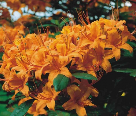 Azalia pontyjska (Rhododendron ponticum) Coccineum Speciosa